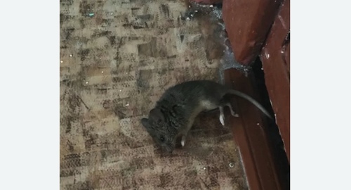 Дезинфекция от мышей в Оренбурге